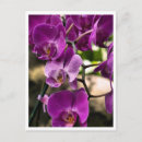 Suche nach lila orchidee postkarten Blume