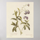 Suche nach c19th poster C18th
