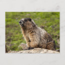 Suche nach murmeltiere postkarten Niedlich