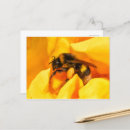Suche nach hummel postkarten Biene
