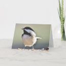 Suche nach chickadees karten Kichererbse
