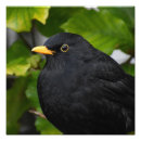 Suche nach amsel poster Natur
