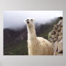 Suche nach cuzco poster Picchu