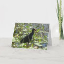 Suche nach pukeko Vogelvogel