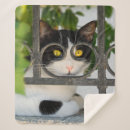 Suche nach brillen decken Katze