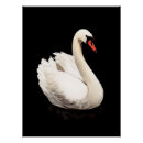 Suche nach weißer schwan poster Jede person