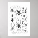 Suche nach spiders poster Spinne