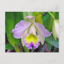 Suche nach lila orchidee postkarten Natur