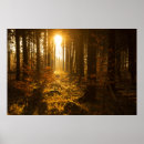 Suche nach große bäume poster Wald