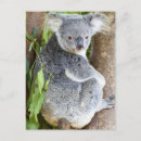 Suche nach koala foto postkarten Niedlich