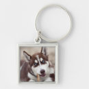 Suche nach husky schlüsselanhänger Niedlicher hund