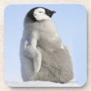 Suche nach kaiser pinguin untersetzer Natur