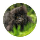 Suche nach tropisch schneidebrettchen Wild lebende tiere