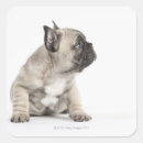 Suche nach zucht aufkleber Hund