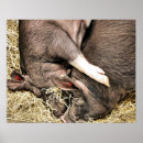 Suche nach pigs poster Cute