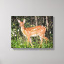 Suche nach waldtiere leinwandbilder Wildtiere