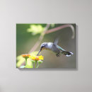 Suche nach hummer leinwandbilder Kolibri