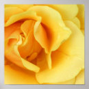 Suche nach gelbe rose poster Blume