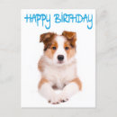 Suche nach dope karten Border collie