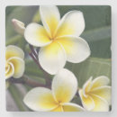 Suche nach frangipani untersetzer Pflanze