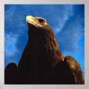 Suche nach beute poster Adler