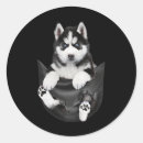Suche nach siberian husky aufkleber Sibirisch