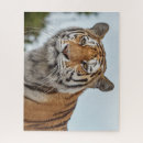 Suche nach sibirische katzen puzzle Tierwelt