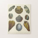 Suche nach meereswelt puzzle Muscheln