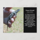 Suche nach lizard postkarten Herpetologie