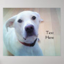Suche nach labrador hunde poster Schön