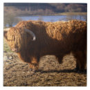 Suche nach highland fliesen Unverschämt