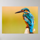 Suche nach kingfish poster Tiere