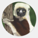 Suche nach sifaka Afrika