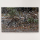 Suche nach känguru puzzle Foto