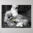 Suche nach schwarzer und gelber vogel poster Tiere