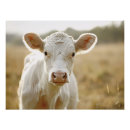 Suche nach weiße kuh poster Molkerei