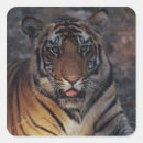 Suche nach bengalische tiger aufkleber Gestreift