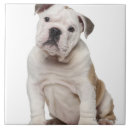 Suche nach altes englisch fliesen Hund