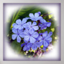 Suche nach blumenstrauß poster Blau