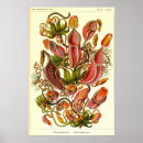 Suche nach kunstformen der natur poster Blume