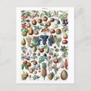 Suche nach vintage ernte postkarten Obst
