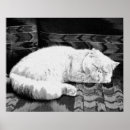 Suche nach persian cat poster Persikatze