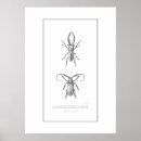 Suche nach käfer Illustration