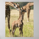 Suche nach giraffa camelopardalis poster Tier