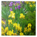 Suche nach gelbe blume fliesen Lila