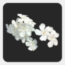 Suche nach weiße blüten aufkleber Flora
