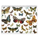Suche nach schmetterling kalender Raupe
