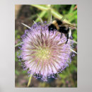 Suche nach insect poster Bee