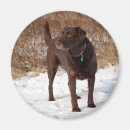Suche nach schokolade magnete Hund
