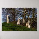 Suche nach wolf pack poster Wild